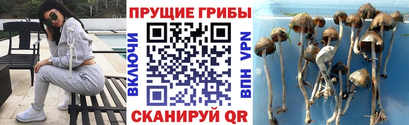 Купить где  Ростов  Псилоцибиновые грибы GOLDEN TEACHER 